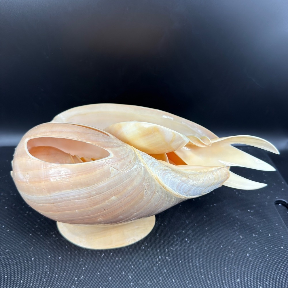 Vintage Hand Carved Conch Shell Bowl Set 9 Dishes Servers Coastal w Utensils - Picture 7 of 16
